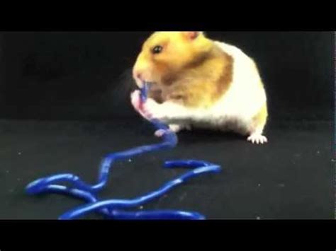 hamster caning